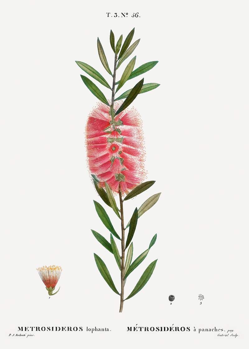 Metrosideros lophanta from Traité des Arbres et Arbustes que l’on cultive en France en pleine terre…