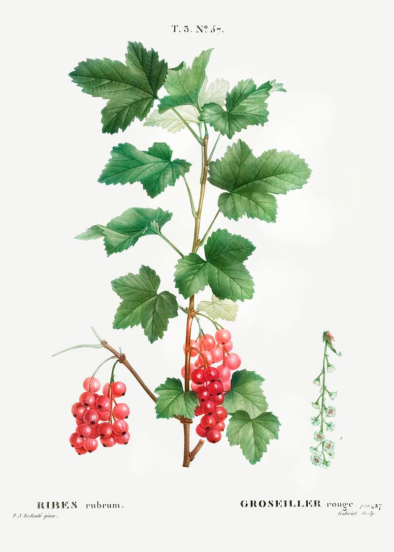 Redcurrant (Ribes rubrum) from Traité des Arbres et Arbustes que l’on cultive en France en pleine terre…