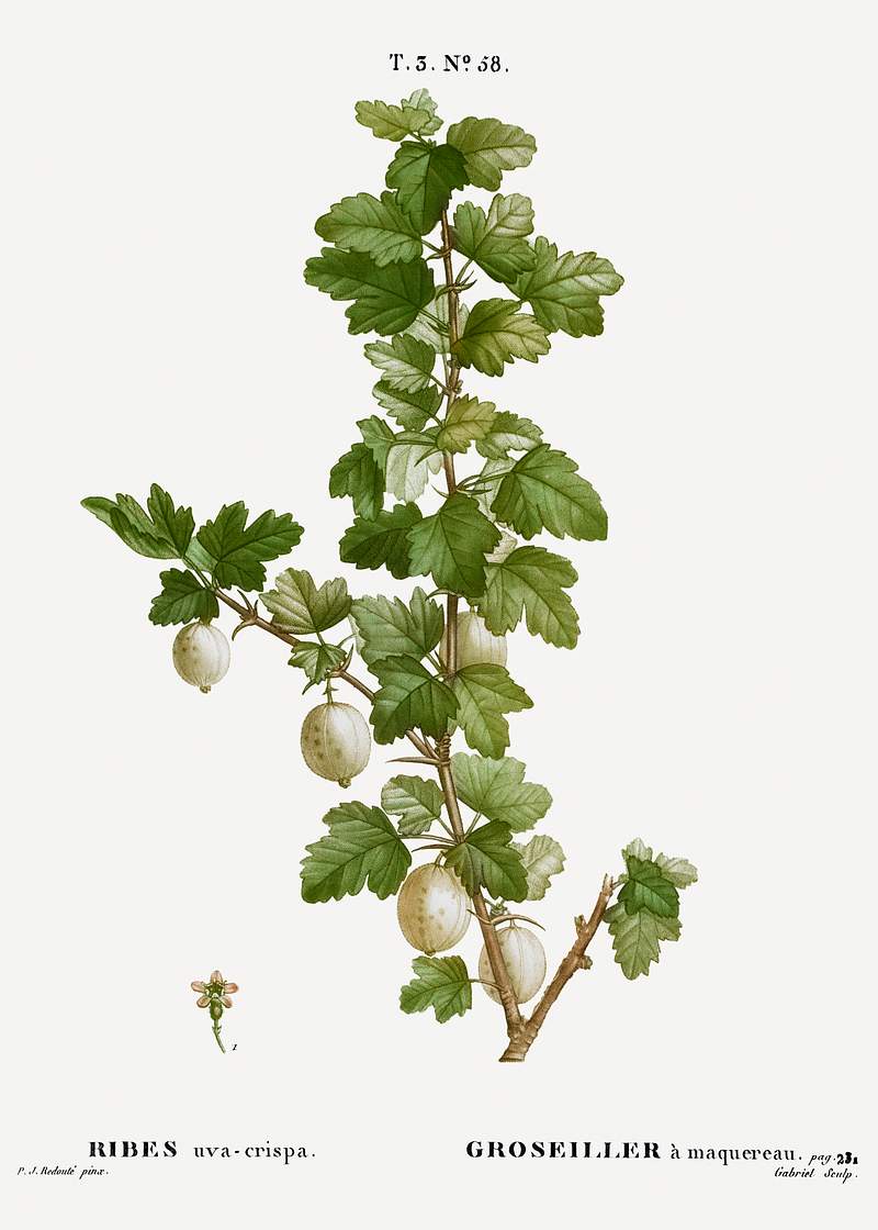 Gooseberry, Ribes uva-crispa from Traité des Arbres et Arbustes que l’on cultive en France en pleine terre…