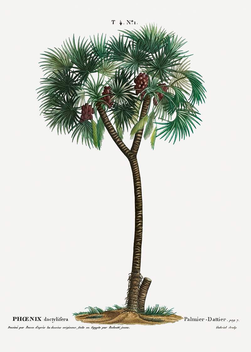 Date palm (Phoenix dactylifera) from Traité des Arbres et Arbustes que l’on cultive en France en pleine terre…