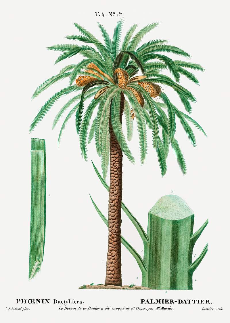Date palm, Phoenix dactylifera from Traité des Arbres et Arbustes que l’on cultive en France en pleine terre…