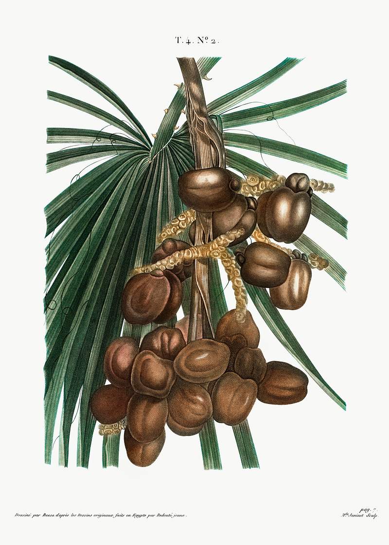 Date palm (Phoenix dactylifera) from Traité des Arbres et Arbustes que l’on cultive en France en pleine terre…
