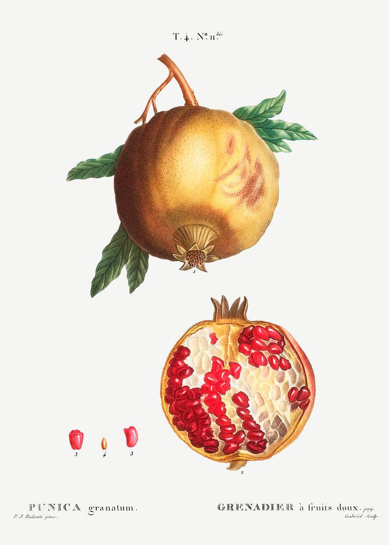 Pomegranate (Punica granatum) from Traité des Arbres et Arbustes que l’on cultive en France en pleine terre…