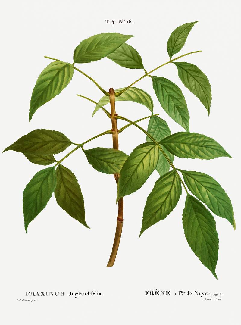 American ash, Fraxinus juglandifolia from Traité des Arbres et Arbustes que l’on cultive en France en pleine…