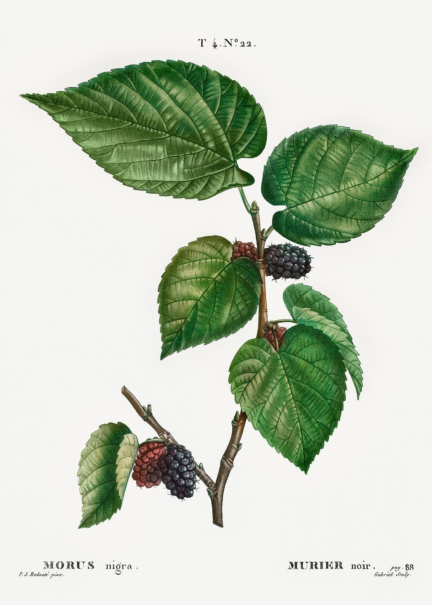 Black Mulberry (Morus nigra) from Traité des Arbres et Arbustes que l’on cultive en France en pleine terre (... Black Mulberry (Morus nigra) from Traité des Arbres et Arbustes que l’on cultive en France en pleine terre (...