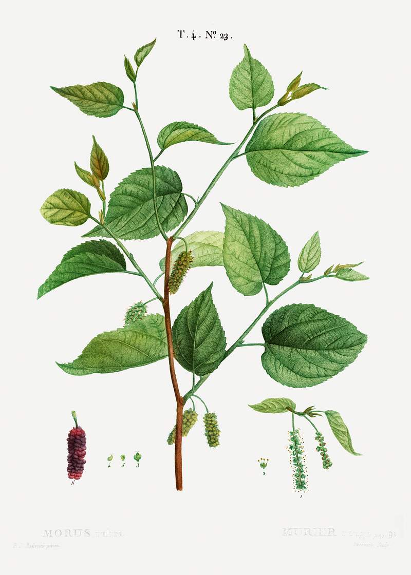 Red mulberry, Morus rubra from Traité des Arbres et Arbustes que l’on cultive en France en pleine terre…