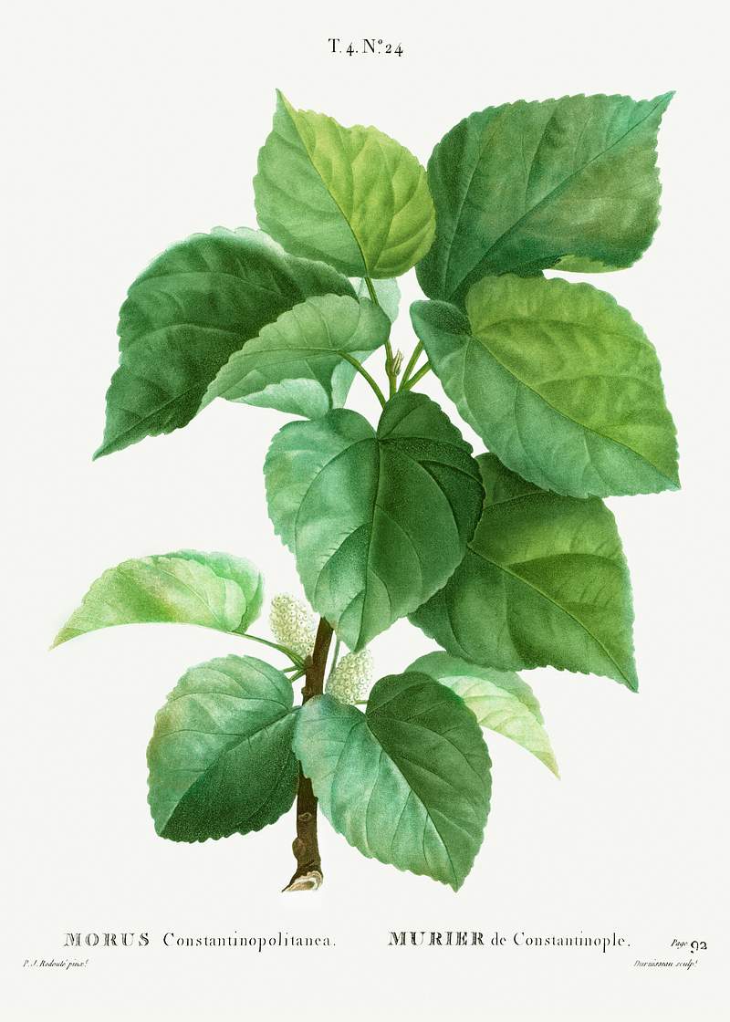 White mulberry (Morus Constantinopolitanea) from Traité des Arbres et Arbustes que l’on cultive en France en…