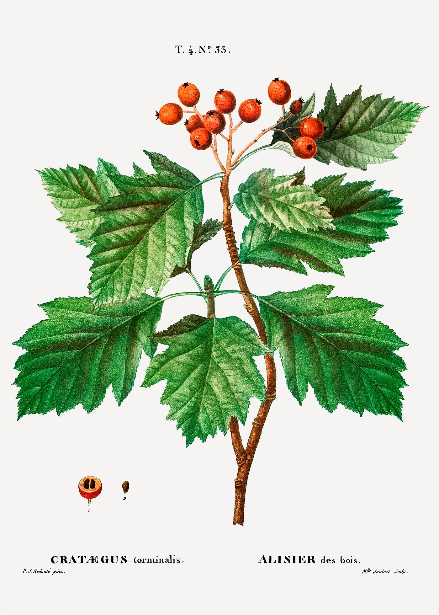 Hawthorn berries Hawthorn (Cratægus torminalis) from Traité des Arbres et Arbustes que l’on cultive en France en pleine...