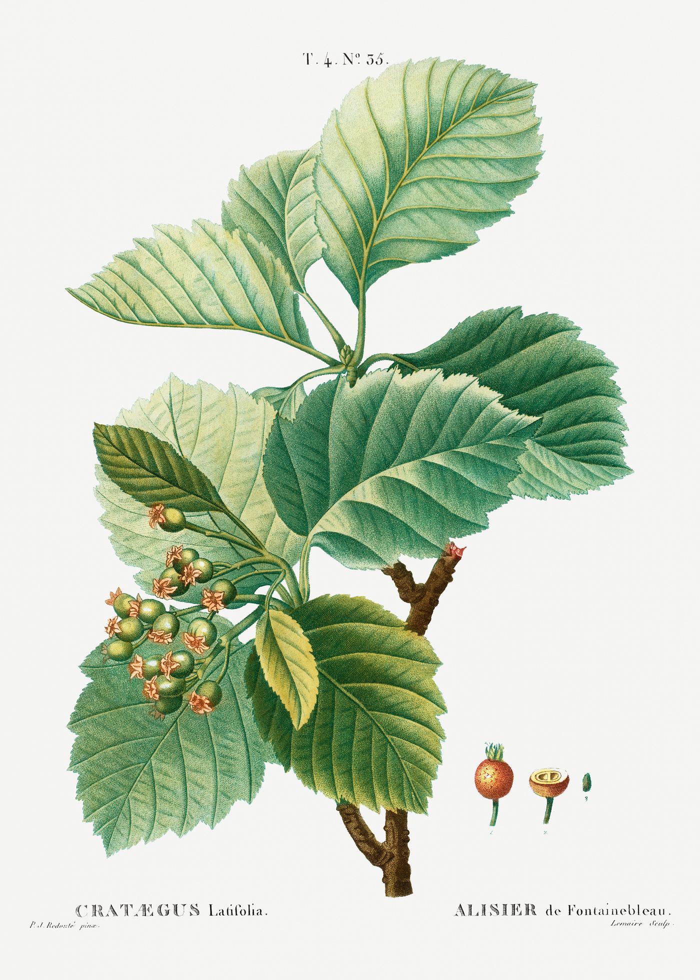 Broad-leaved whitebeam Broad-leaved whitebeam (Crataegus latifolia) from Traité des Arbres et Arbustes que l’on cultive en France en...