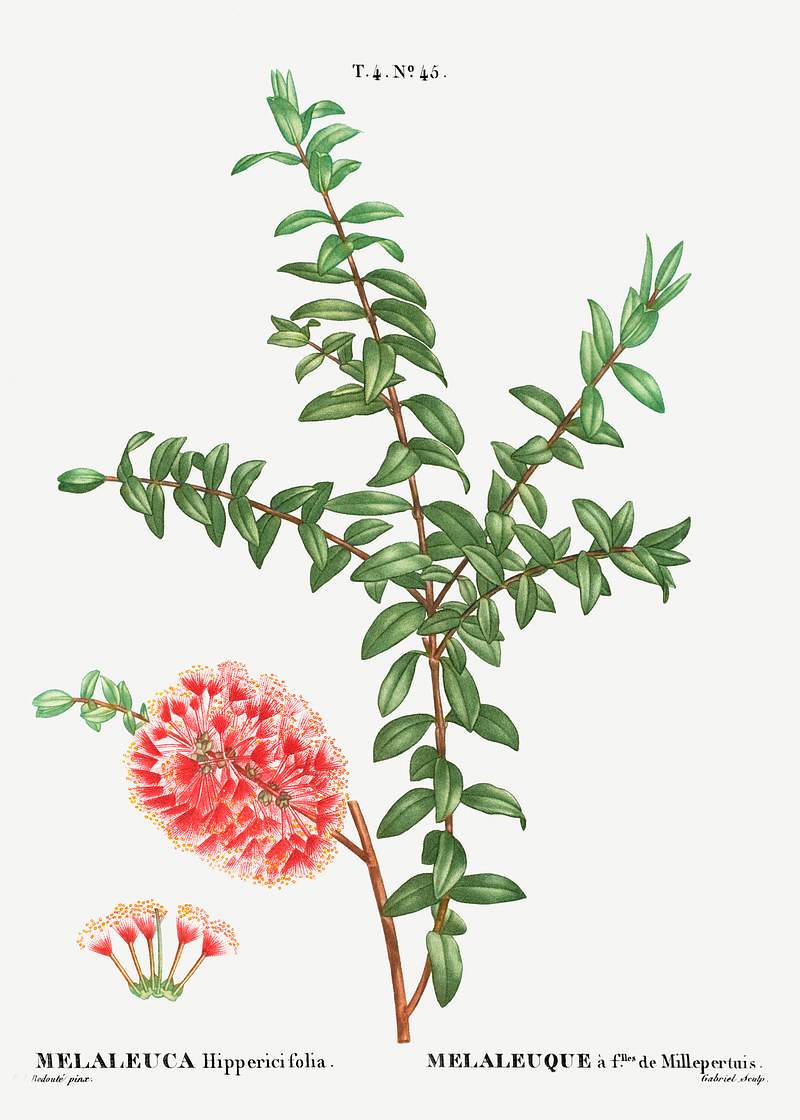 Hillock bush (Melaleuca hippericifolia) from Traité des Arbres et Arbustes que l’on cultive en France en pleine…