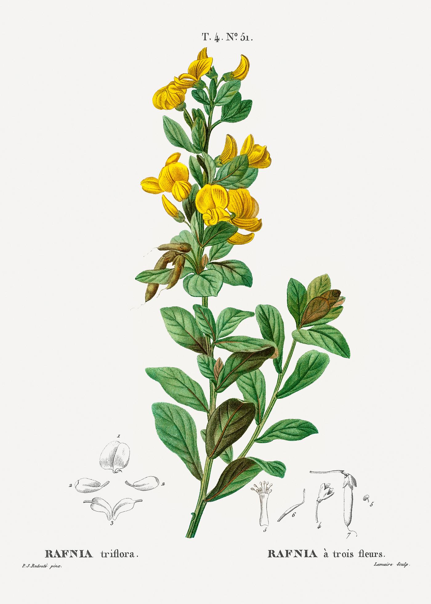 Rafnia triflora from Traité des Arbres et Arbustes que l’on cultive en France en pleine terre (1801–1819... Rafnia triflora from Traité des Arbres et Arbustes que l’on cultive en France en pleine terre (1801–1819...