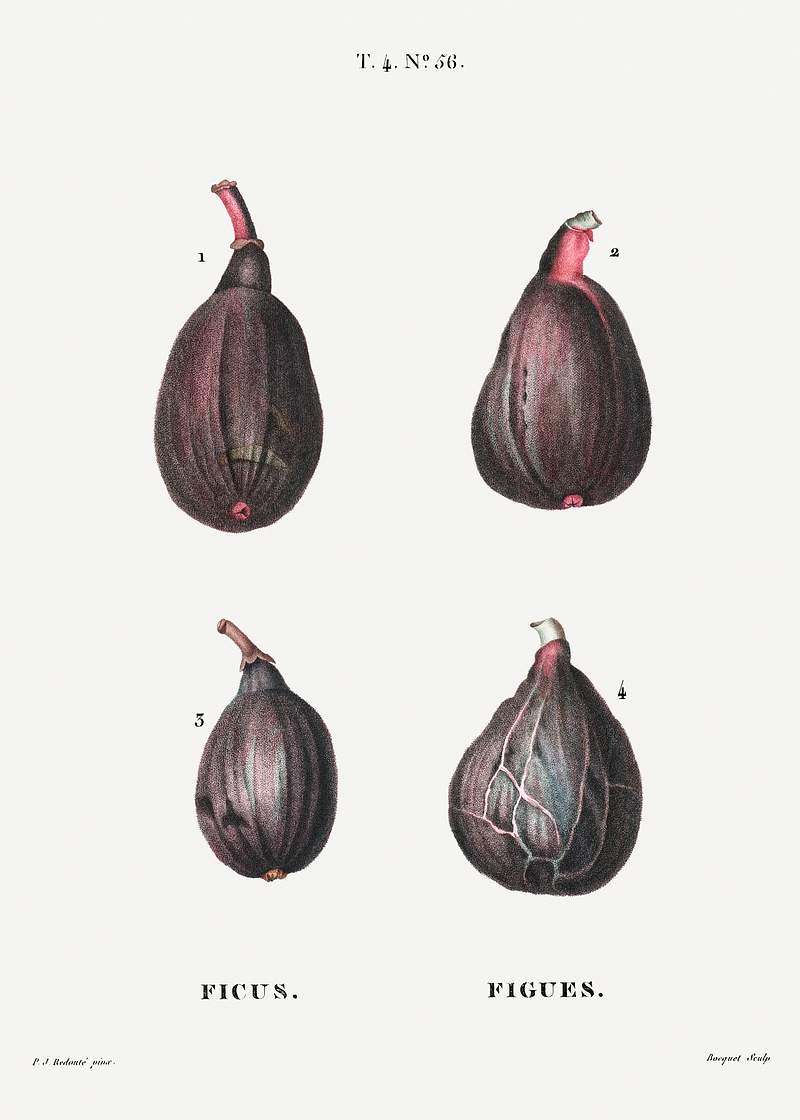 Figs (Ficus) from Traité des Arbres et Arbustes que l’on cultive en France en pleine terre (1801–1819) by…