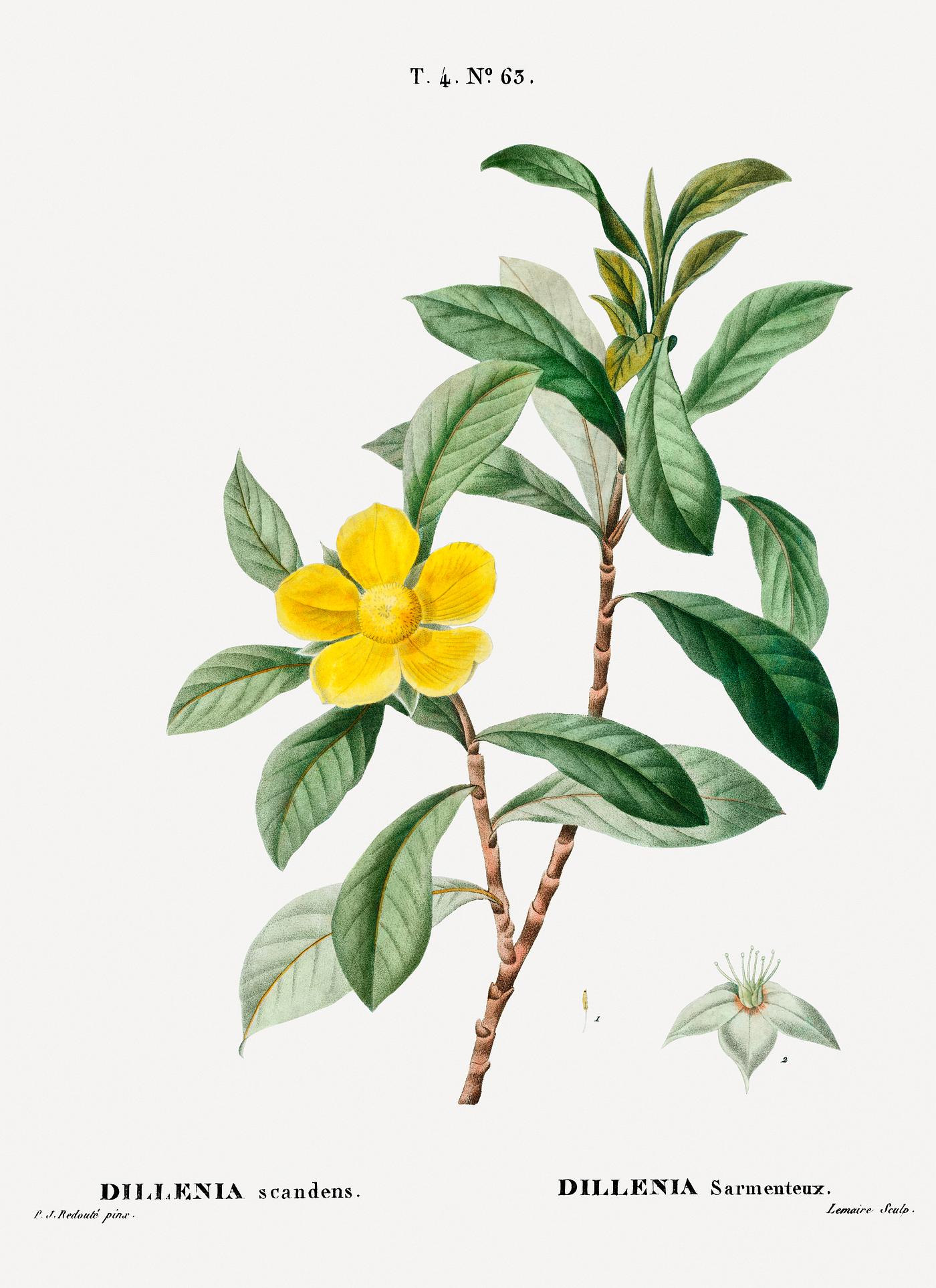 Snake vine (Dillenia scandens) from Traité des Arbres et Arbustes que l’on cultive en France en pleine terre (... Snake vine (Dillenia scandens) from Traité des Arbres et Arbustes que l’on cultive en France en pleine terre (...