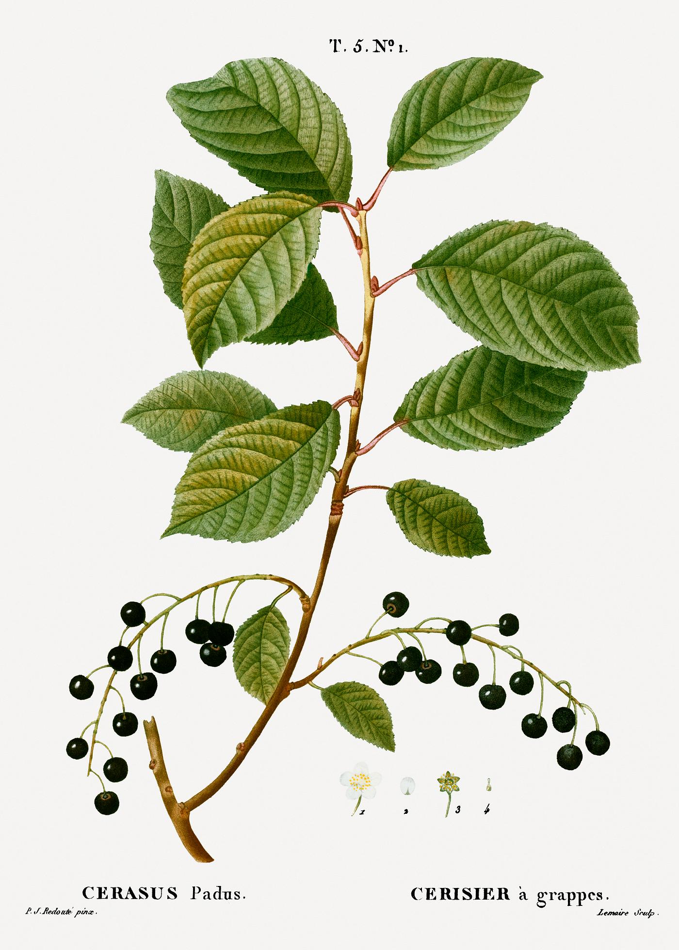 Bird cherry, Cerasus padus from Traité des Arbres et Arbustes que l’on cultive en France en pleine terre (1801... Bird cherry, Cerasus padus from Traité des Arbres et Arbustes que l’on cultive en France en pleine terre (1801...