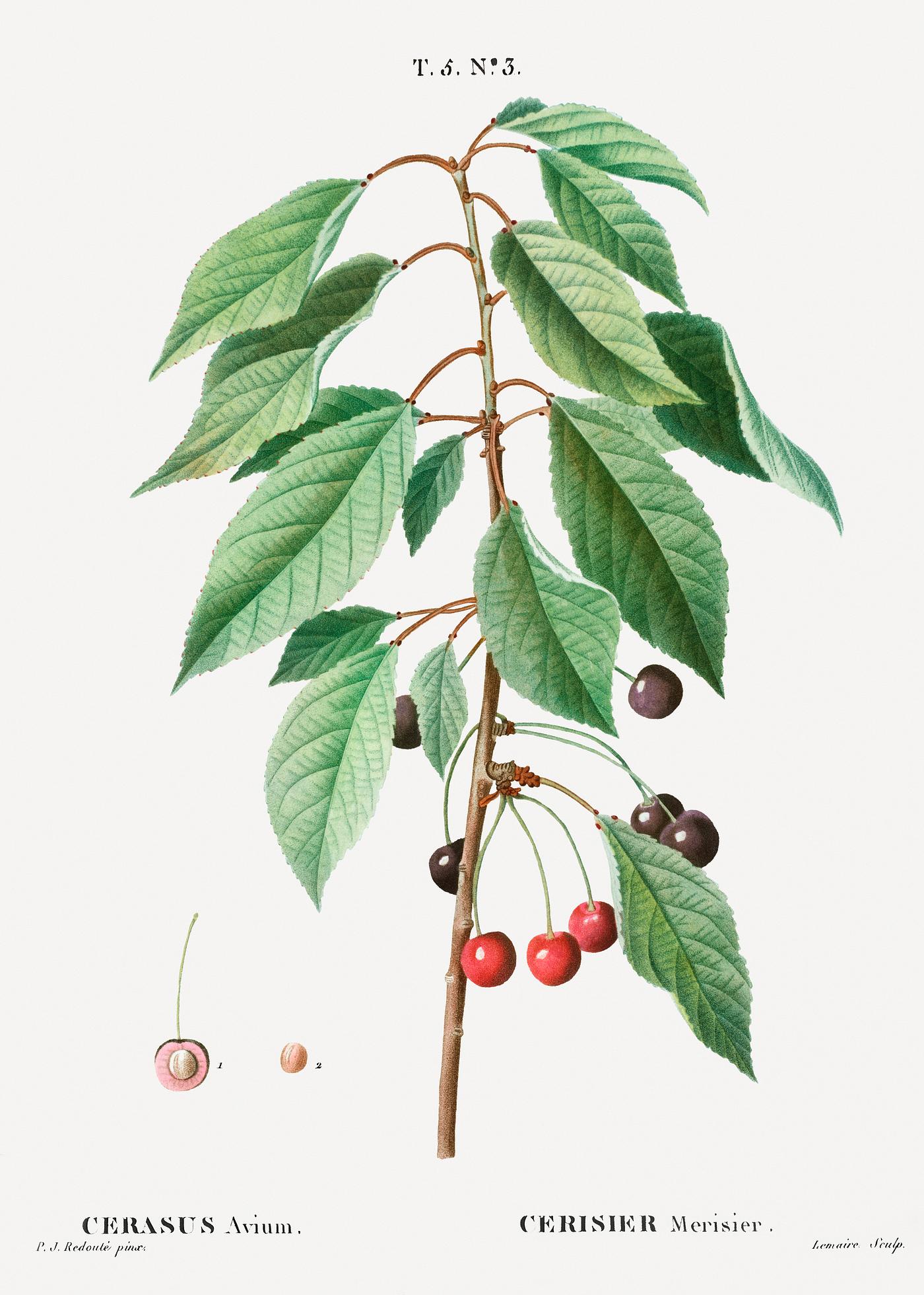Wild cherry, Cerasus avium from Traité des Arbres et Arbustes que l’on cultive en France en pleine terre (1801... Wild cherry, Cerasus avium from Traité des Arbres et Arbustes que l’on cultive en France en pleine terre (1801...