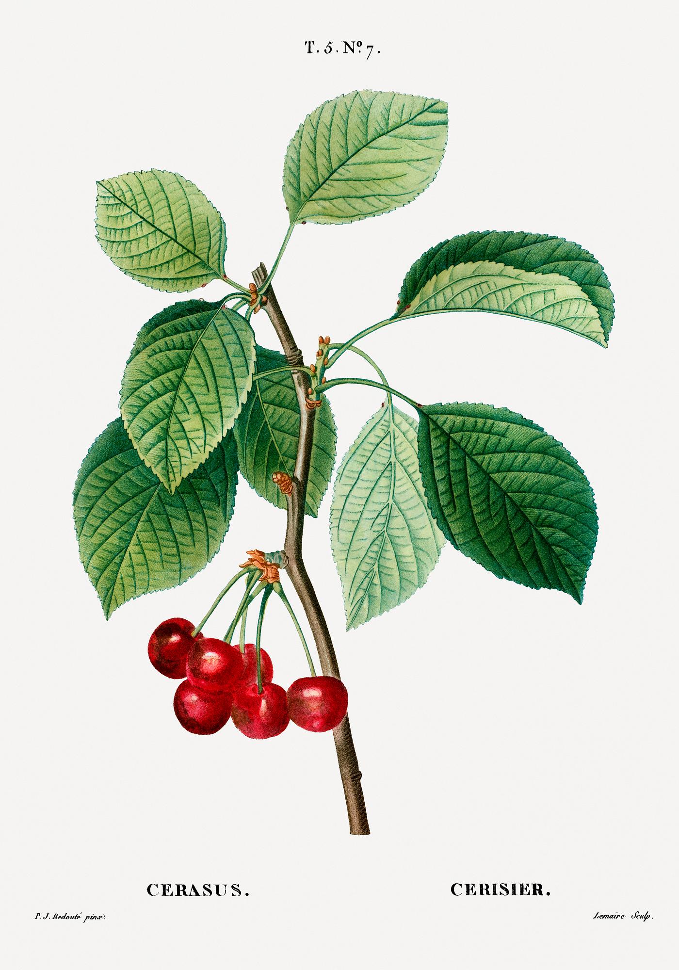Cherries on a branch Cherry (Cerasus) from Traité des Arbres et Arbustes que l’on cultive en France en pleine terre (1801–1819...