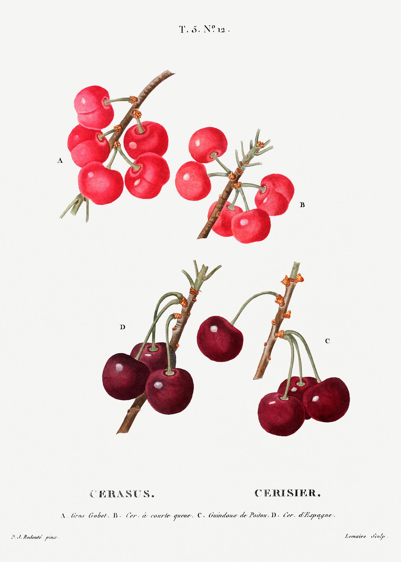 Cherry plant Cherry (Cerasus) from Traité des Arbres et Arbustes que l’on cultive en France en pleine terre (1801–1819...