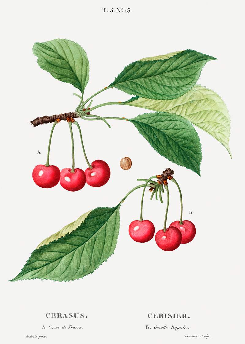 Cherry, Cerasus from Traité des Arbres et Arbustes que l’on cultive en France en pleine terre (1801–1819)…