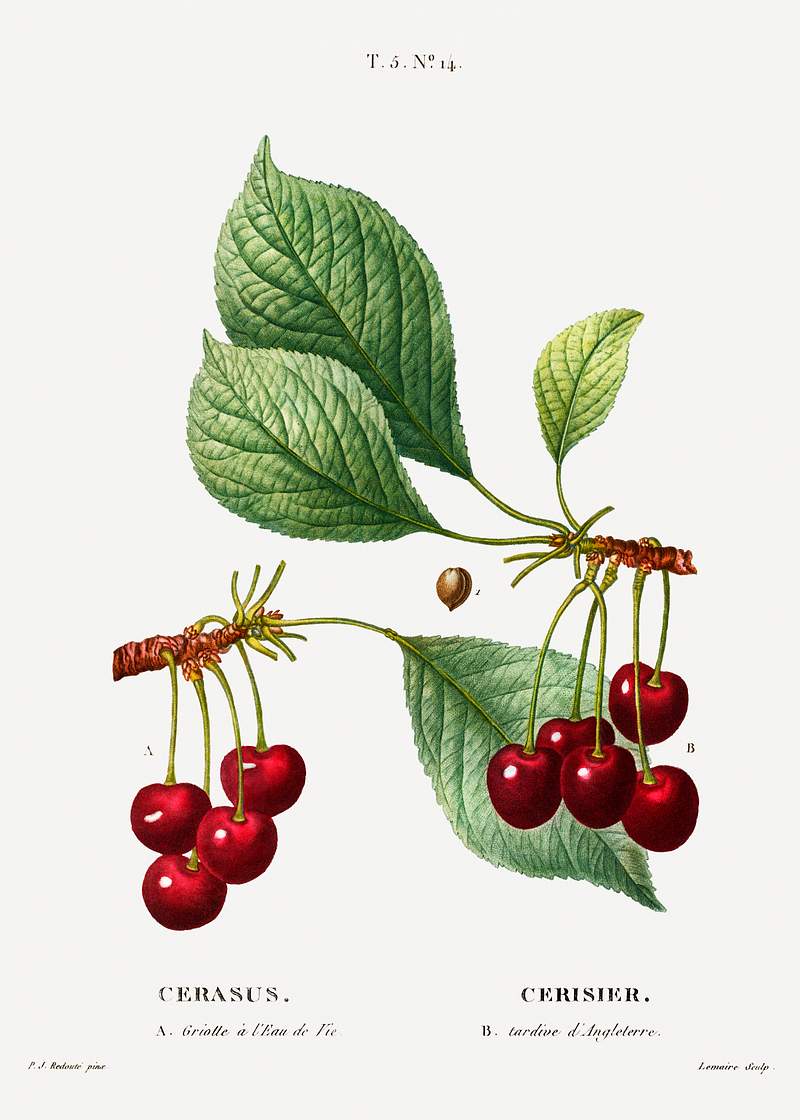 Cherry (Cerasus) from Traité des Arbres et Arbustes que l’on cultive en France en pleine terre (1801–1819)…