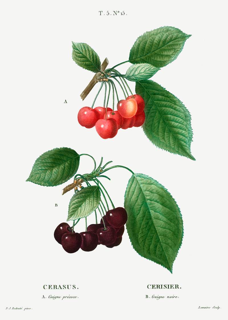 Cherry (Cerasus) from Traité des Arbres et Arbustes que l’on cultive en France en pleine terre (1801–1819)…