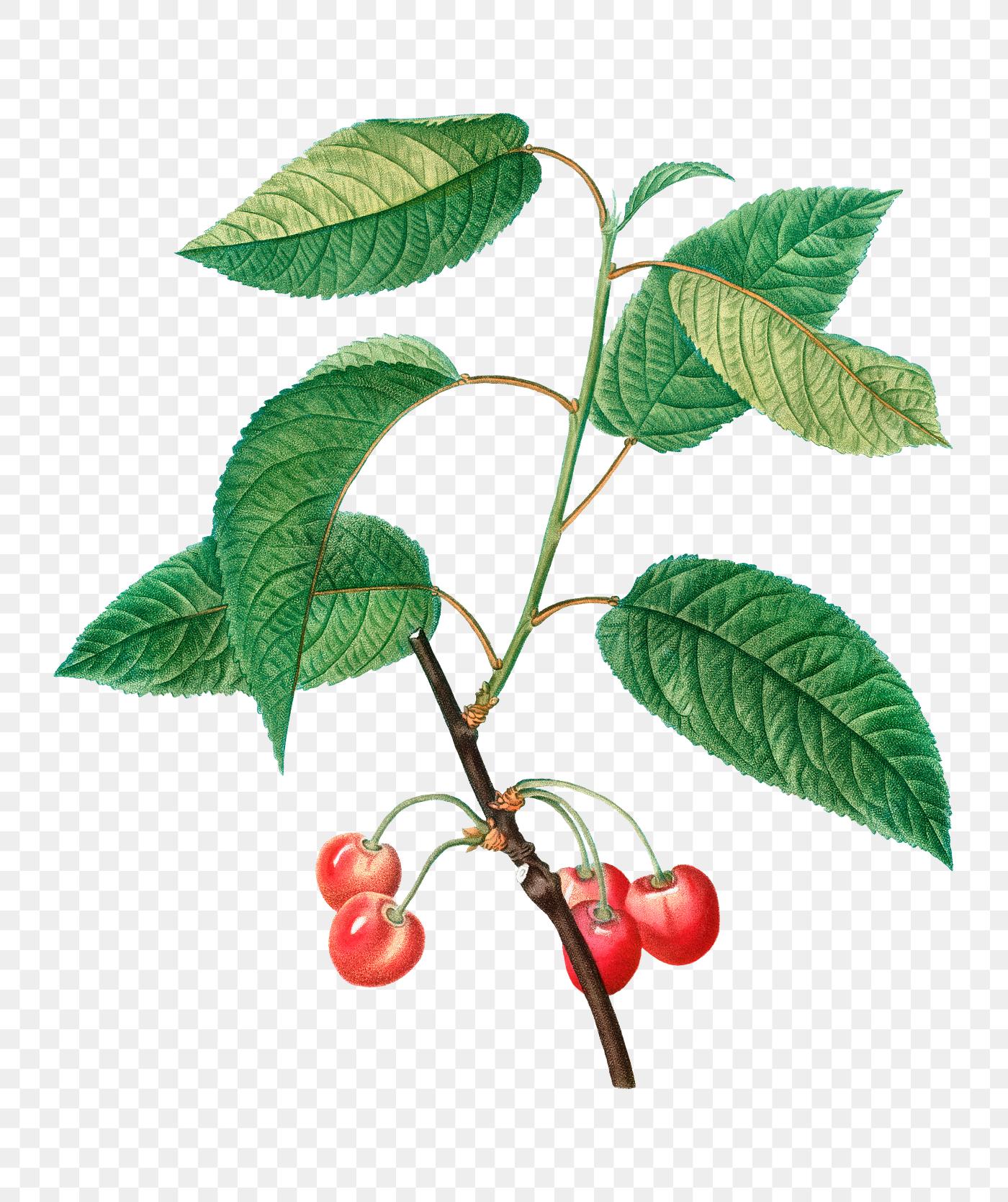 Cherry tree branch | Free transparent png - 568689