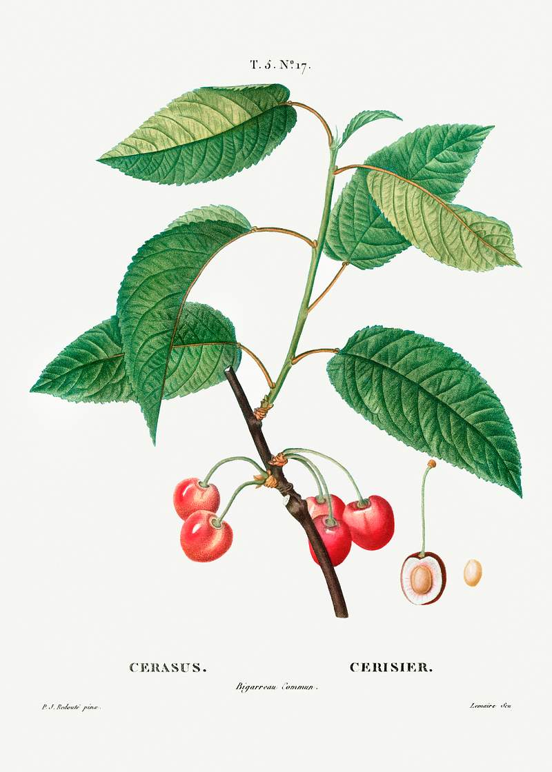 Cherry (Cerasus) from Traité des Arbres et Arbustes que l’on cultive en France en pleine terre (1801–1819)…