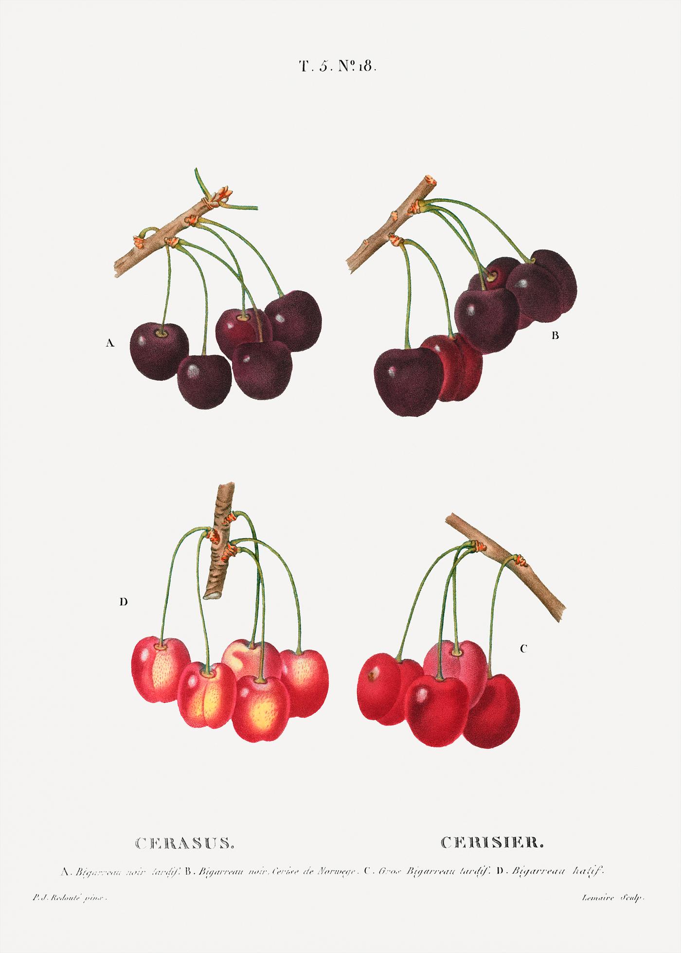 Various cherry species Cherry, Cerasus from Traité des Arbres et Arbustes que l’on cultive en France en pleine terre (1801–1819...