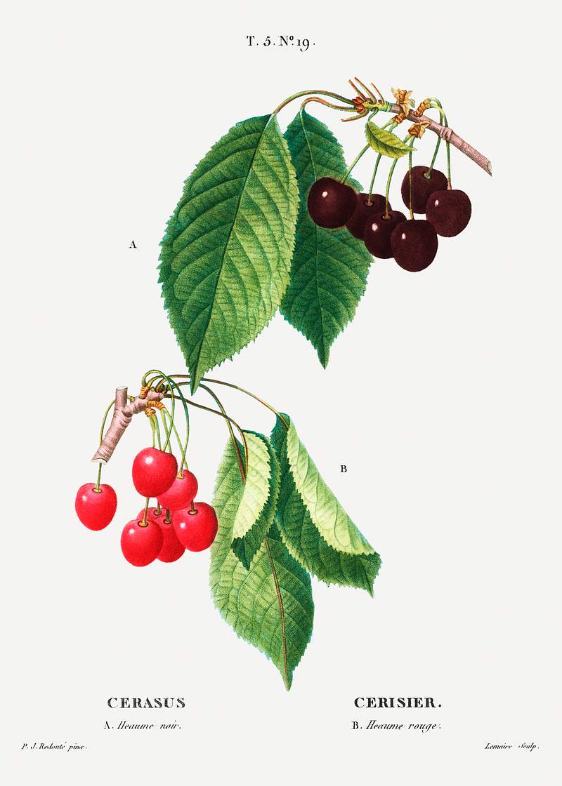 Cherry (Cerasus) from Traité des Arbres et Arbustes que l’on cultive en France en pleine terre (1801–1819)…
