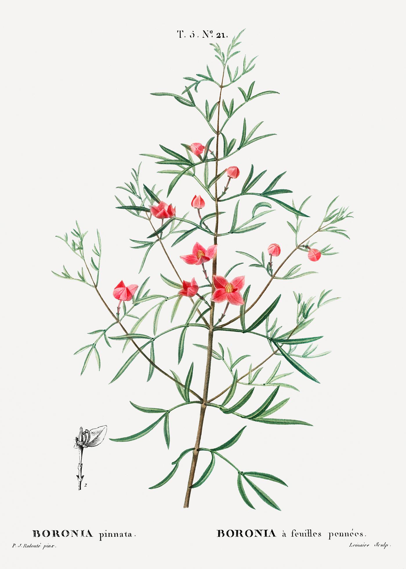 Boronia pinnata branch Boronia pinnata from Traité des Arbres et Arbustes que l’on cultive en France en pleine terre (1801–1819...