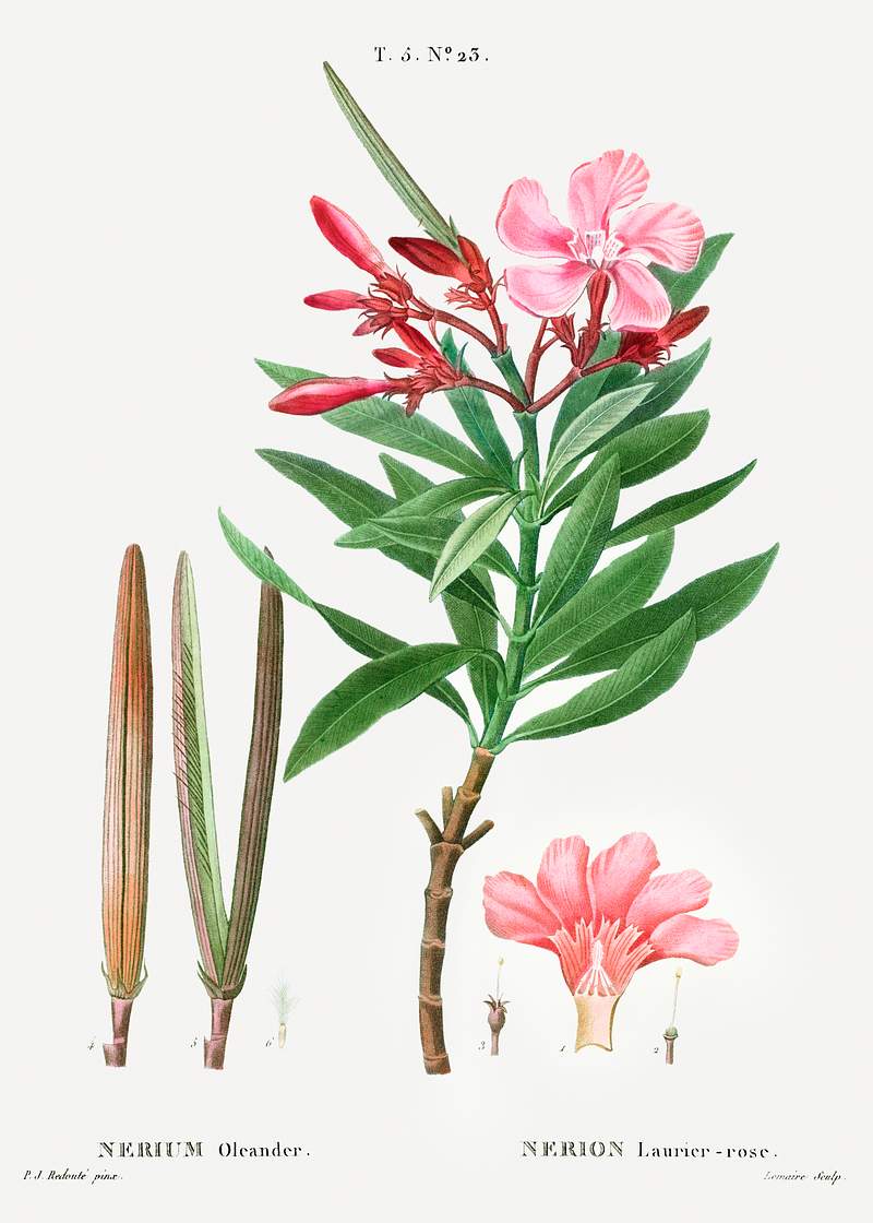 Oleander (Nerium oleander) from Traité des Arbres et Arbustes que l’on cultive en France en pleine terre…