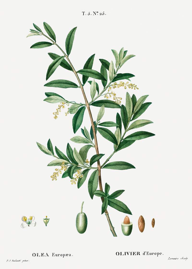 Green olive, Olea europaeafrom Traité des Arbres et Arbustes que l’on cultive en France en pleine terre…