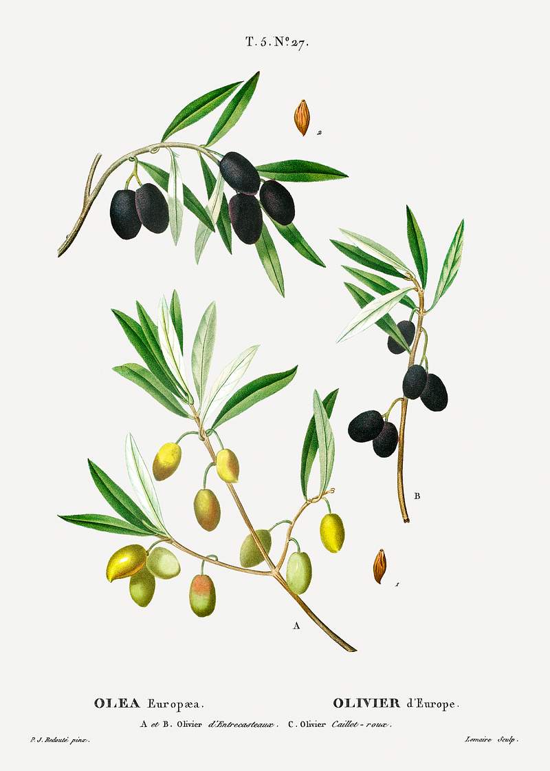 Olive (Olea Europæa) from Traité des Arbres et Arbustes que l’on cultive en France en pleine terre…