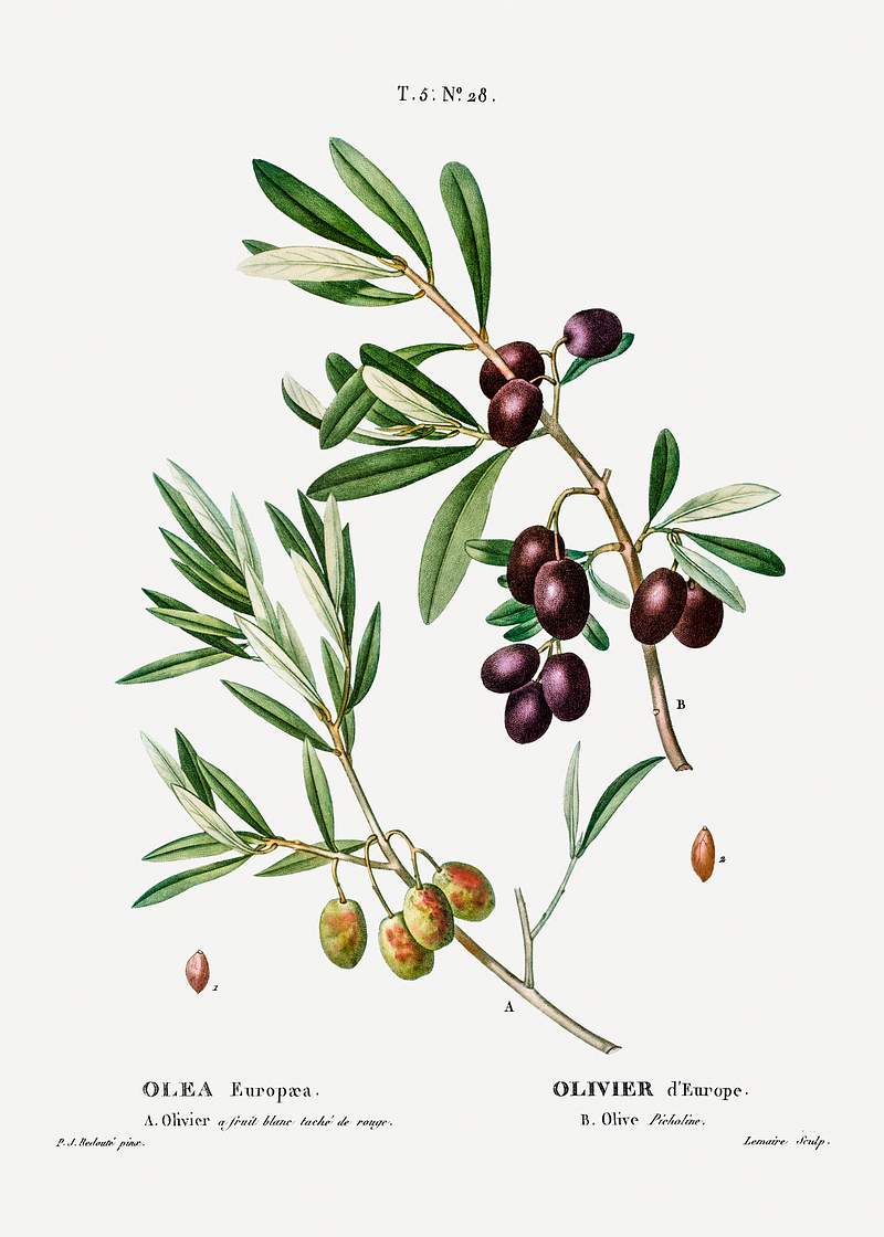 Olive (Olea Europæa) from Traité des Arbres et Arbustes que l’on cultive en France en pleine terre…