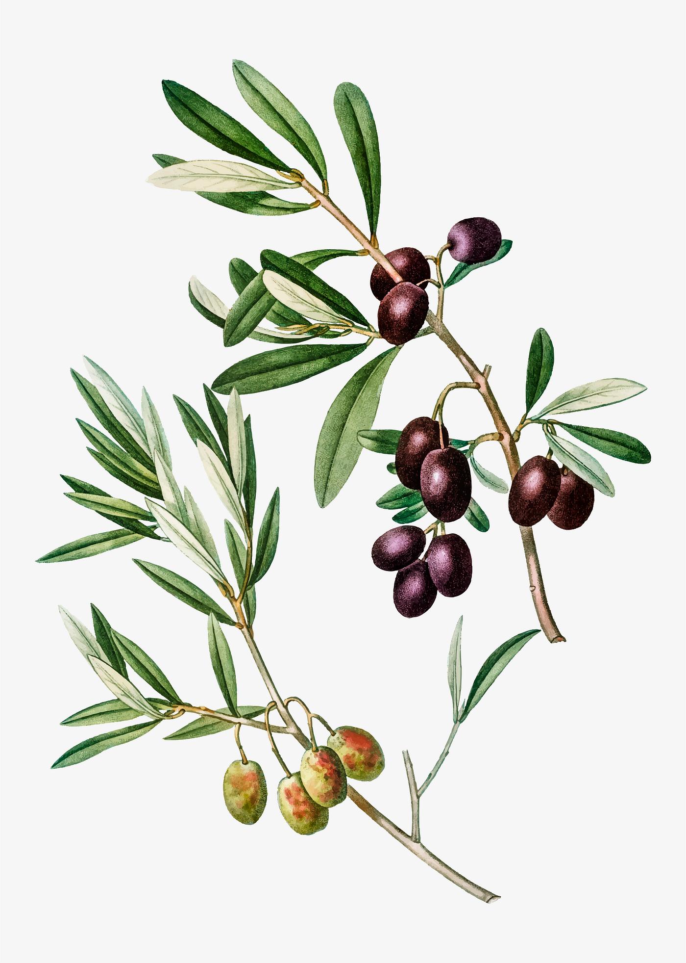 Download premium vector of Vintage olive tree branch vector 568913