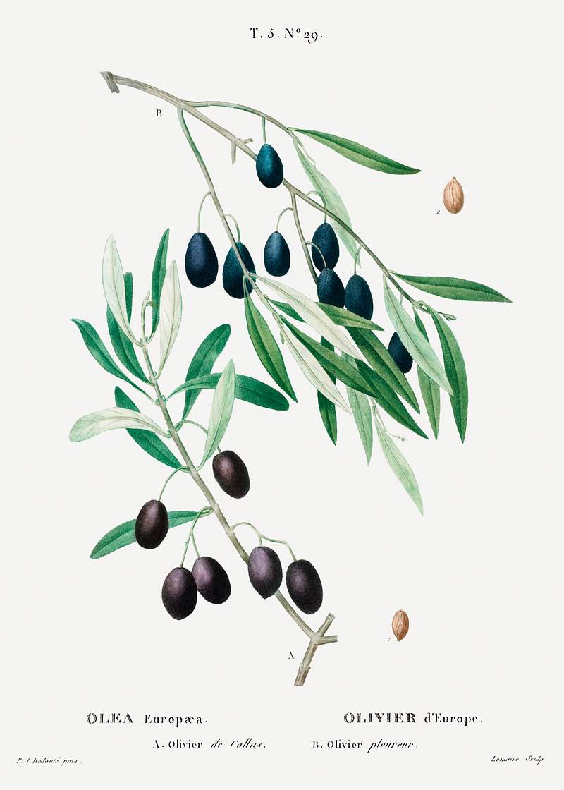 Olive (Olea europaea) from Traité des Arbres et Arbustes que l’on cultive en France en pleine terre…