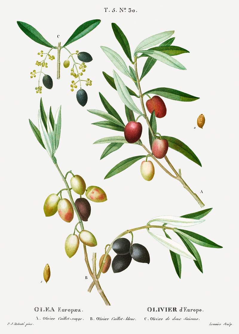 Olive (Olea Europæa) from Traité des Arbres et Arbustes que l’on cultive en France en pleine terre…