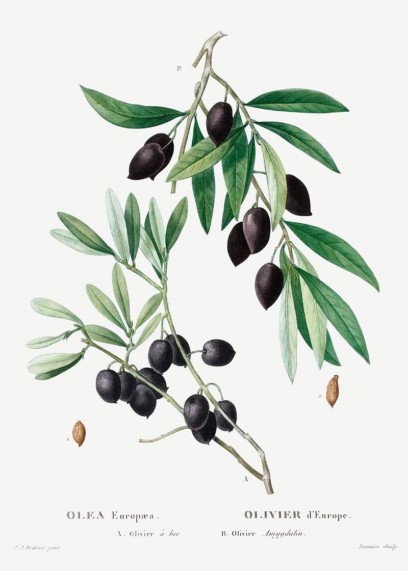Olive (Olea europaea) from Traité des Arbres et Arbustes que l’on cultive en France en pleine terre…