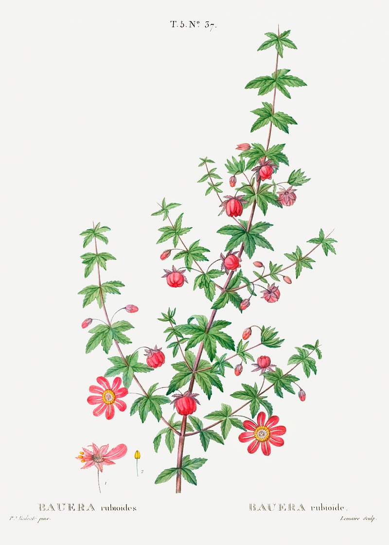 Madder-leaved bauera from Traité des Arbres et Arbustes que l’on cultive en France en pleine terre…