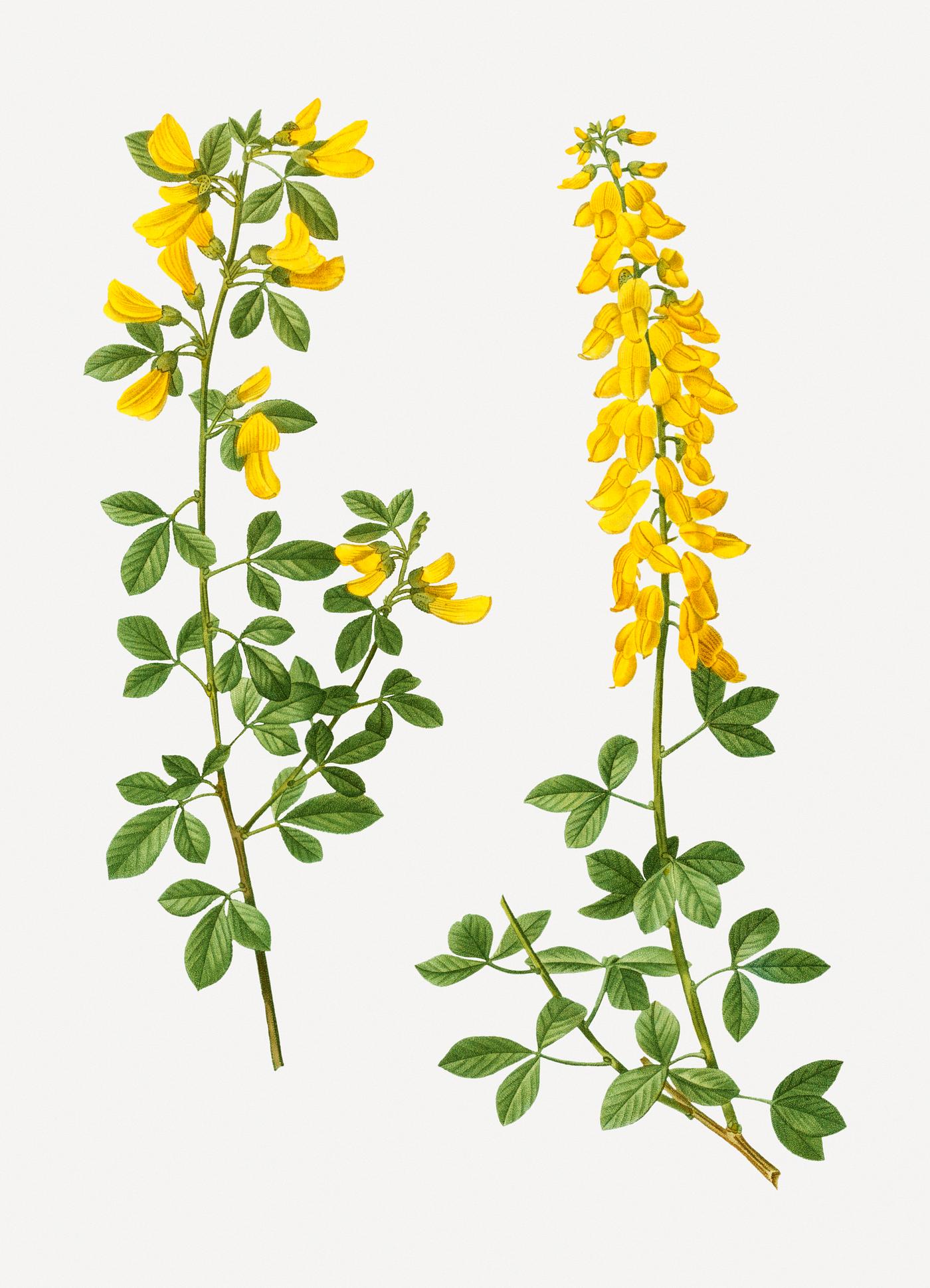 Black broom flowers Vintage black broom and Hairy broom branches plant illustration