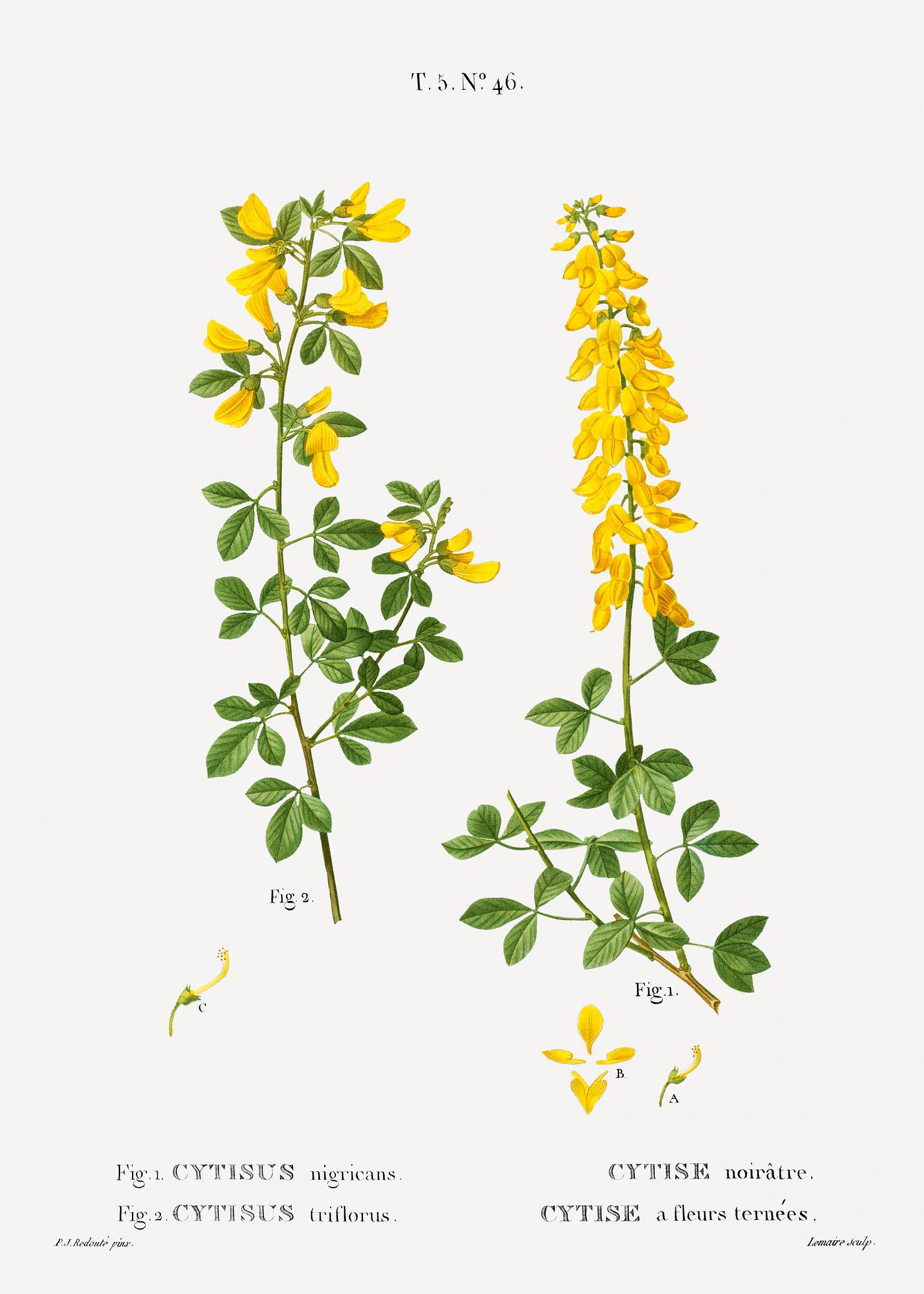 Black broom, Cytisus nigricans and hairy broom, Cytisus triflorusfrom Traité des Arbres et Arbustes que l’on... Black broom, Cytisus nigricans and hairy broom, Cytisus triflorusfrom Traité des Arbres et Arbustes que l’on...