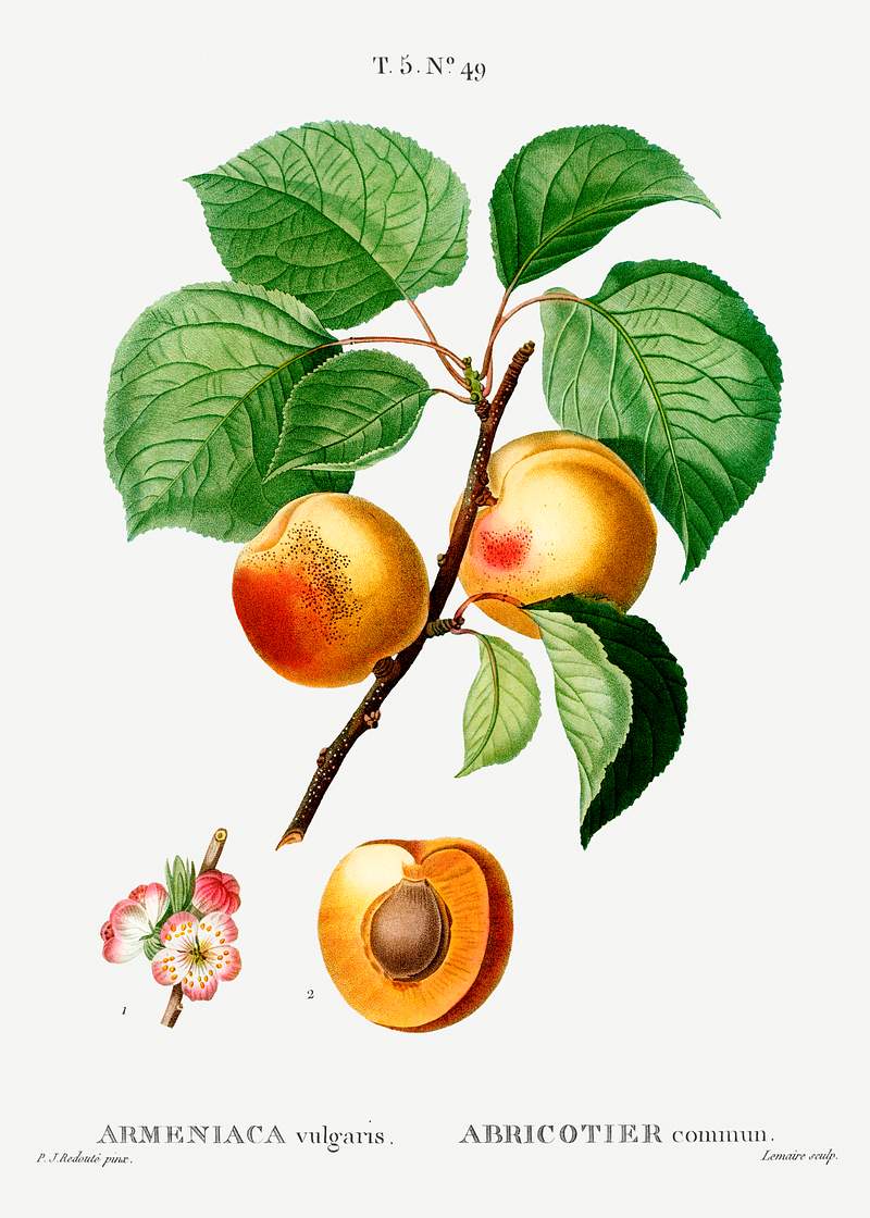 Apricon (Armeniaca vulgaris) from Traité des Arbres et Arbustes que l’on cultive en France en pleine terre…