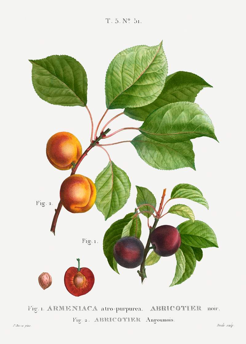 Apricot, Abricotier angoumoisfrom Traité des Arbres et Arbustes que l’on cultive en France en pleine terre…