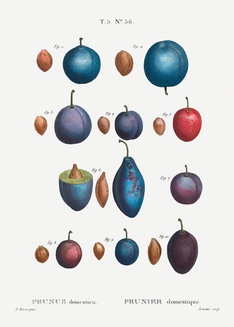Common plums, Prunus domesticafrom Traité des Arbres et Arbustes que l’on cultive en France en pleine terre…