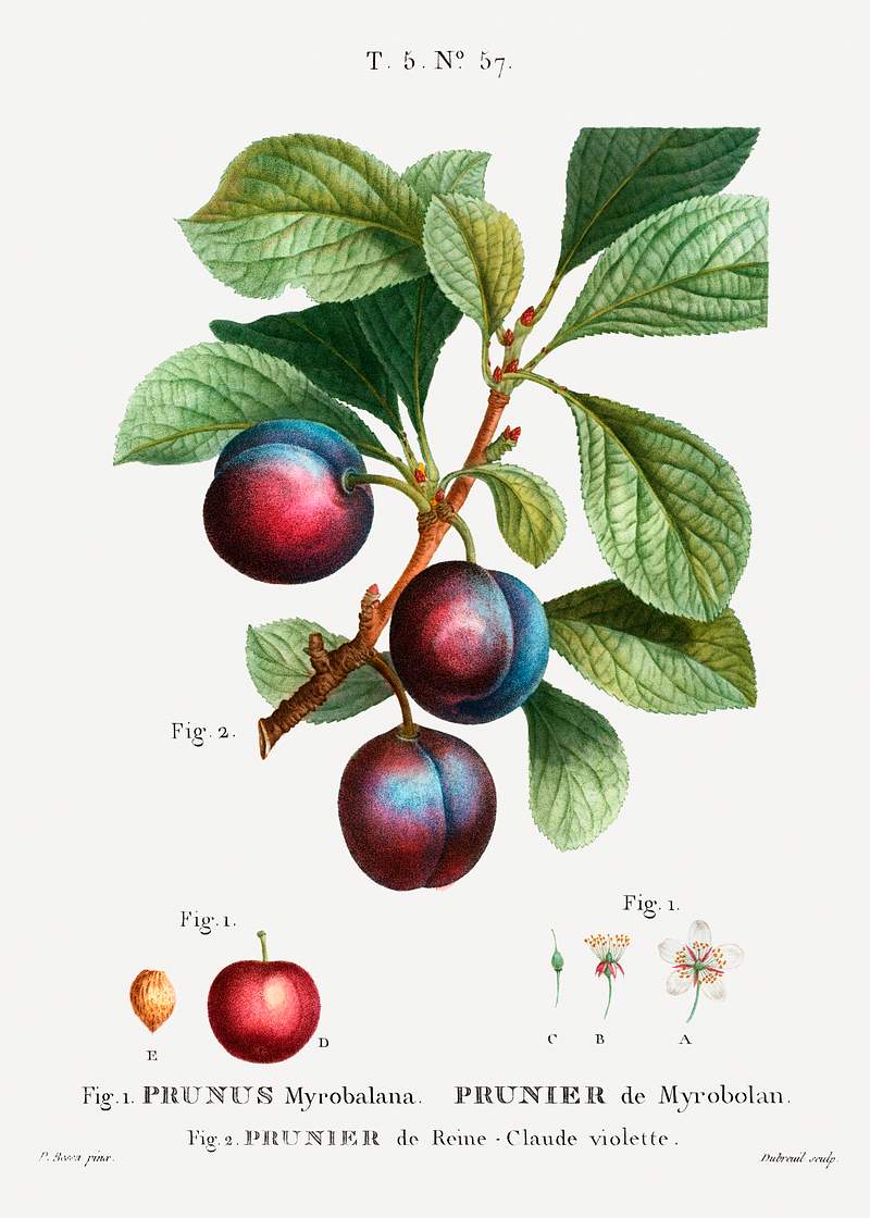 Myrobalan plum (Prunus Myrobalana) from Traité des Arbres et Arbustes que l’on cultive en France en pleine terre…
