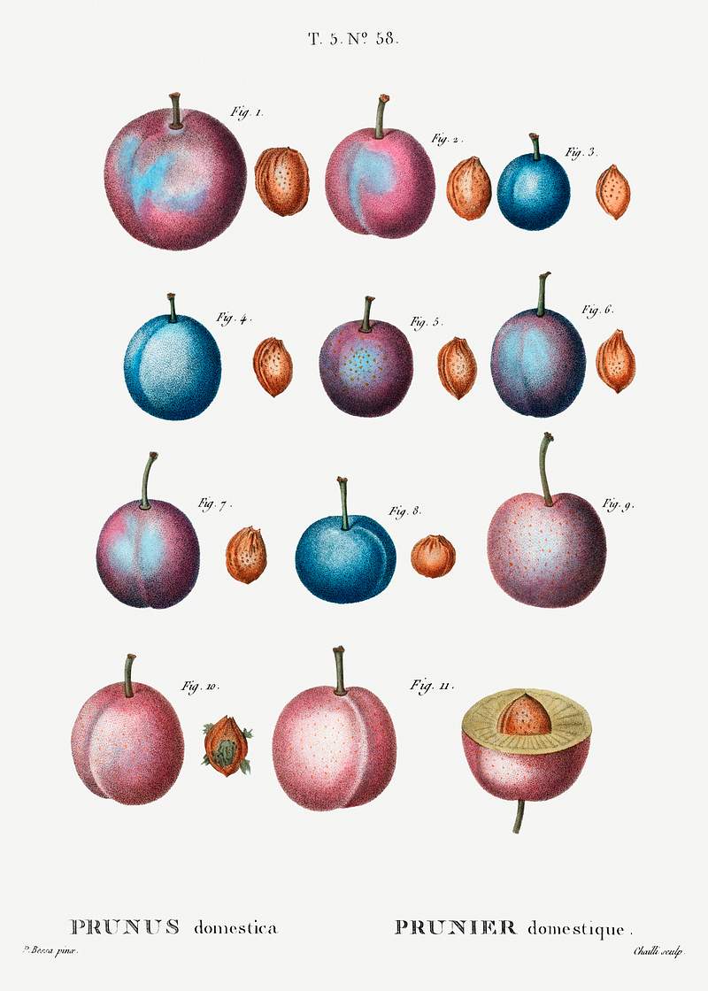 Common plum (Prunus domestica) from Traité des Arbres et Arbustes que l’on cultive en France en pleine terre…