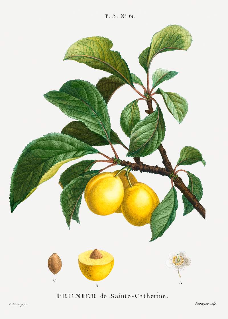 Plum (Prunier de Sainte-Catherine) from Traité des Arbres et Arbustes que l’on cultive en France en pleine terre…