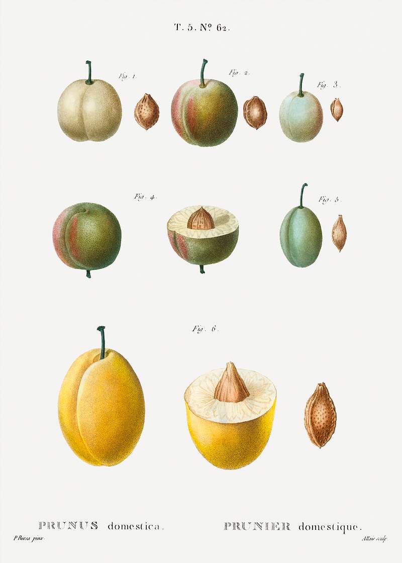 Common plums, Prunus domesticafrom Traité des Arbres et Arbustes que l’on cultive en France en pleine terre…