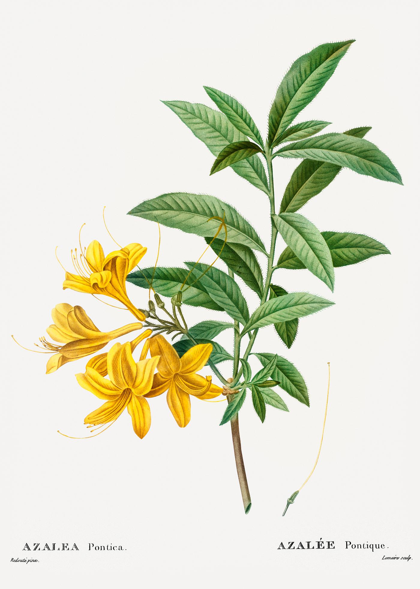 Yellow azalea from Traité des Arbres et Arbustes que l’on cultive en France en pleine terre (1801–1819)... Yellow azalea from Traité des Arbres et Arbustes que l’on cultive en France en pleine terre (1801–1819)...