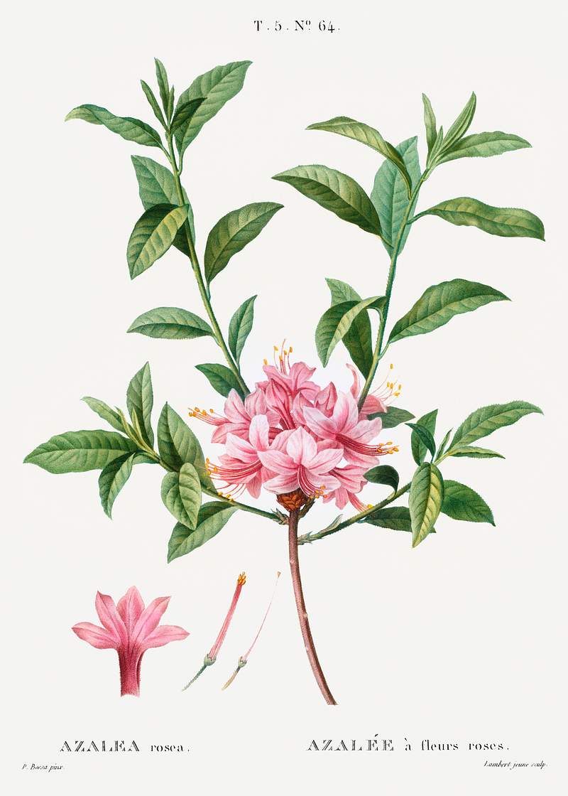 Azalea (Azalea rosea) from Traité des Arbres et Arbustes que l’on cultive en France en pleine terre…