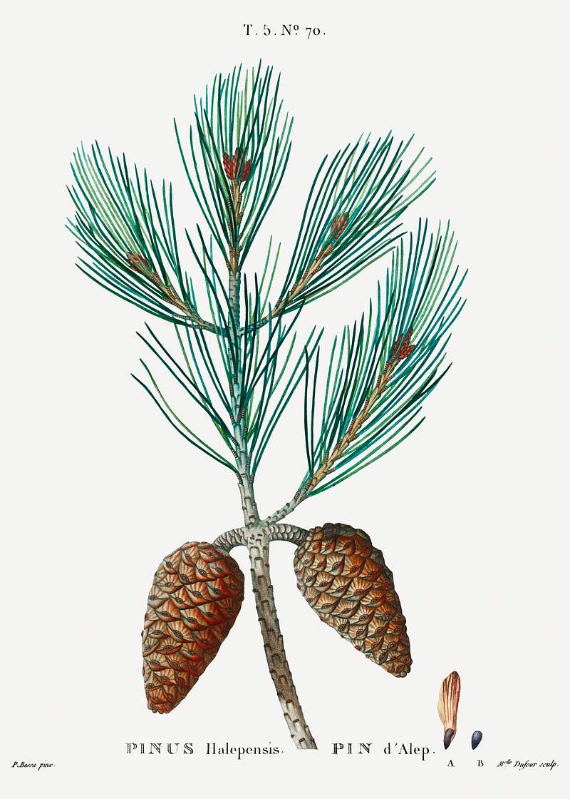 Aleppo pine (Pinus halepensis) from Traité des Arbres et Arbustes que l’on cultive en France en pleine terre…